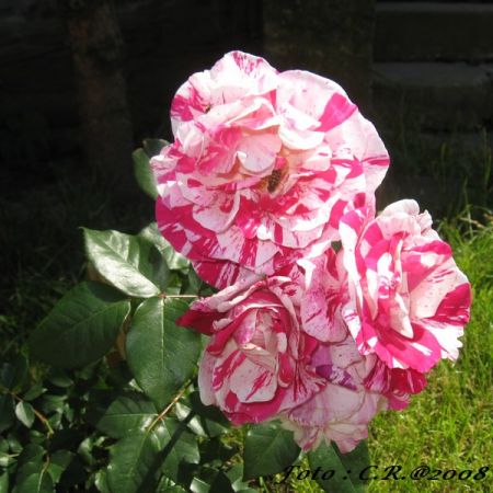 Roze 1 (T)